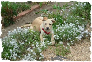 Lucy - first day home